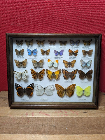 British Butterfly Collection