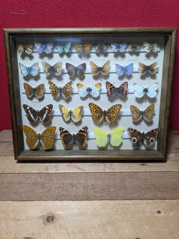 British Butterfly Collection