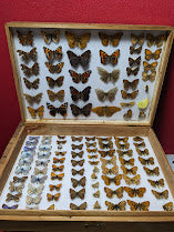 British Butterfly Collection