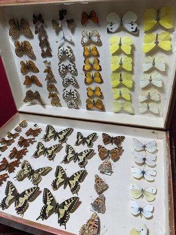 British Butterfly Collection