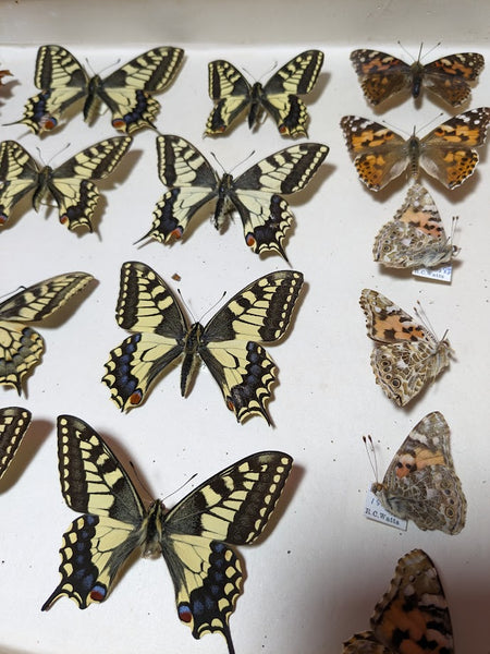 British Butterfly Collection