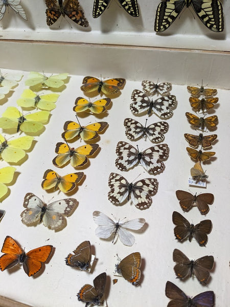 British Butterfly Collection