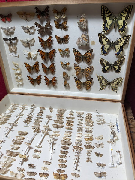 British Butterfly and Moth Collection