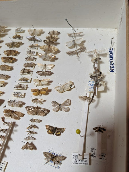 British Butterfly and Moth Collection