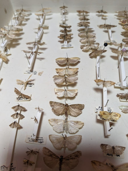 British Butterfly and Moth Collection