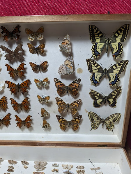 British Butterfly and Moth Collection