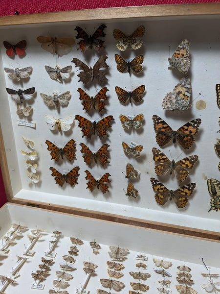 British Butterfly and Moth Collection