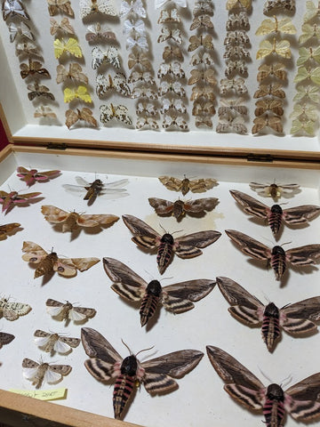 British Moth Collection