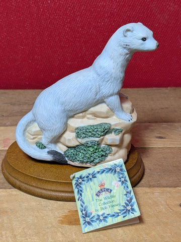RSPCA Stoat - Winter Erminea