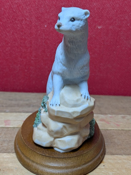 RSPCA Stoat - Winter Erminea