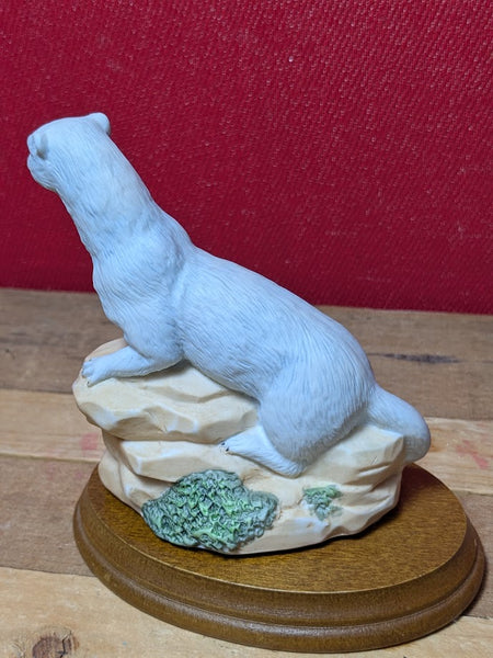 RSPCA Stoat - Winter Erminea
