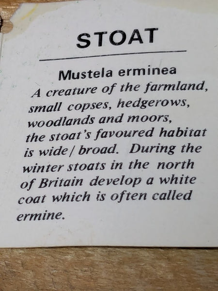 RSPCA Stoat - Winter Erminea