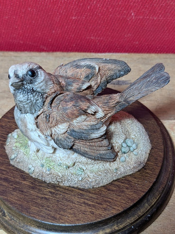 Country Artist Sparrow taking a dust bath