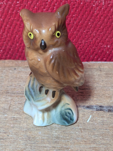 Small Brown Owl on Tree Stump