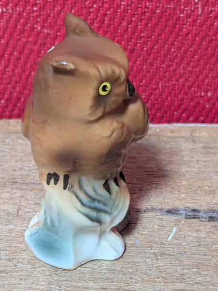 Small Brown Owl on Tree Stump