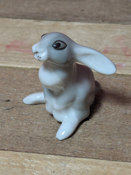 Lomonosov Long Ear Rabbit or Hare