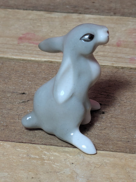 Lomonosov Long Ear Rabbit or Hare