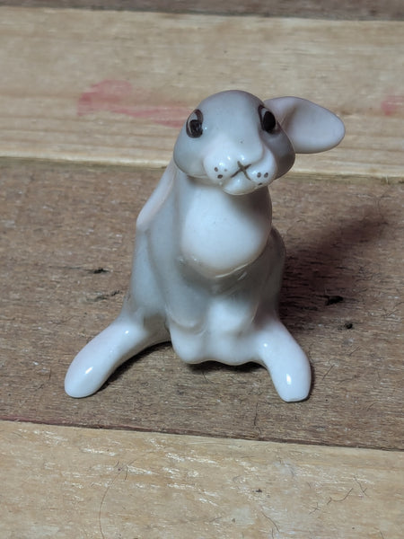 Lomonosov Long Ear Rabbit or Hare